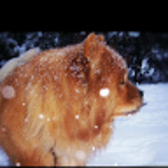 Meet your Posher, Melayna - Picture 1 of 1